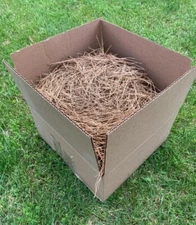 Pine Straw Red Pine Needles 2 Pounds