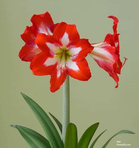 Hippeastrum Sonatini Bulb: 15 For $310 Free Postage | eBay Australia