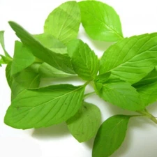 1100 +PCS LIME BASIL SEEDS, HẠT THƠM SẢ (É TRẮNG) | 98% GERMINATION |