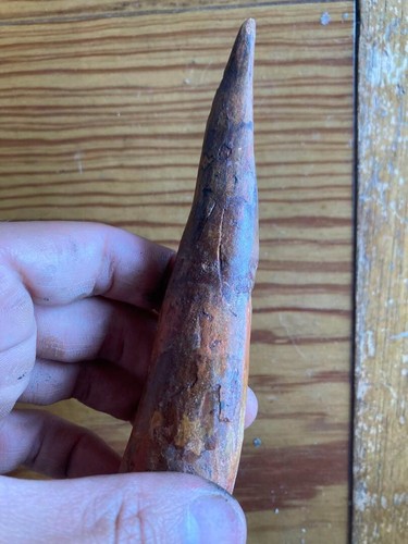 Large Beautiful Spinosaurus Dinosaur Tooth Fossil 6.2 Inches Morocco Kemkem - Picture 3 of 7