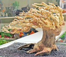 Bonsai Tree Ornament Aquarium Decoration - Wood - Large aquascaping redmoor moss