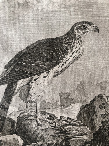 Falconry Ornithology 1780 Buffon. “ASTORE” - Picture 4 of 6