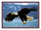 American Bald Eagle Flight Usa Bird Counted Cross Stitch Pattern