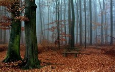 Landscape nature trees wood forest leaves branch fall Custom Gaming Mat Desk