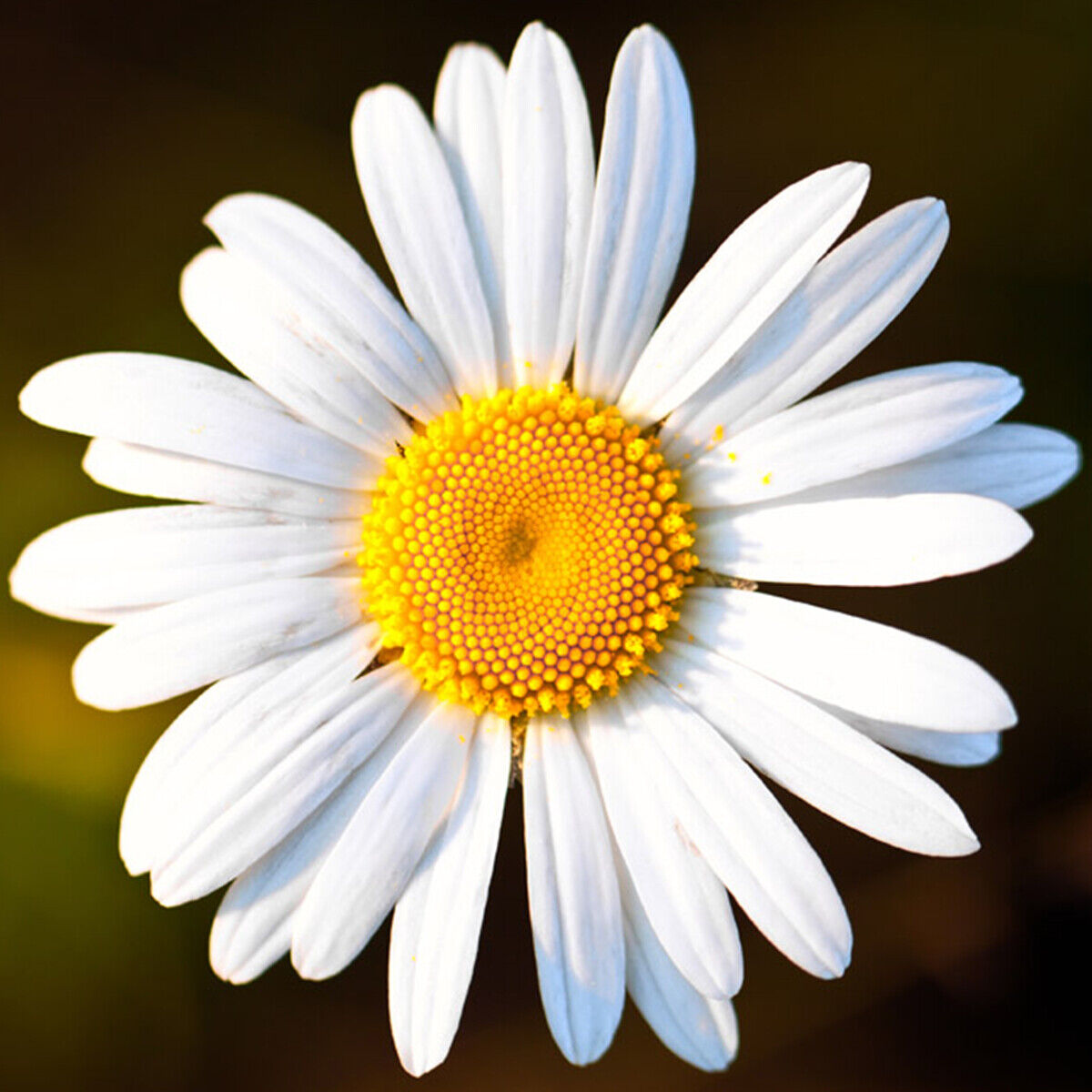 50 Ox Eye Daisy Seeds British Wild Flower Plants To Grow UK ...