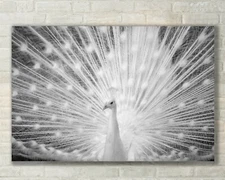 White Peacock, Wildlife, Nature Art - Fine Art Photo on Metal, Canvas or Paper