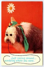 Vintage Photo Postcard Sheepdog Sunglasses Hat Flower Bible Scripture Verse 1965