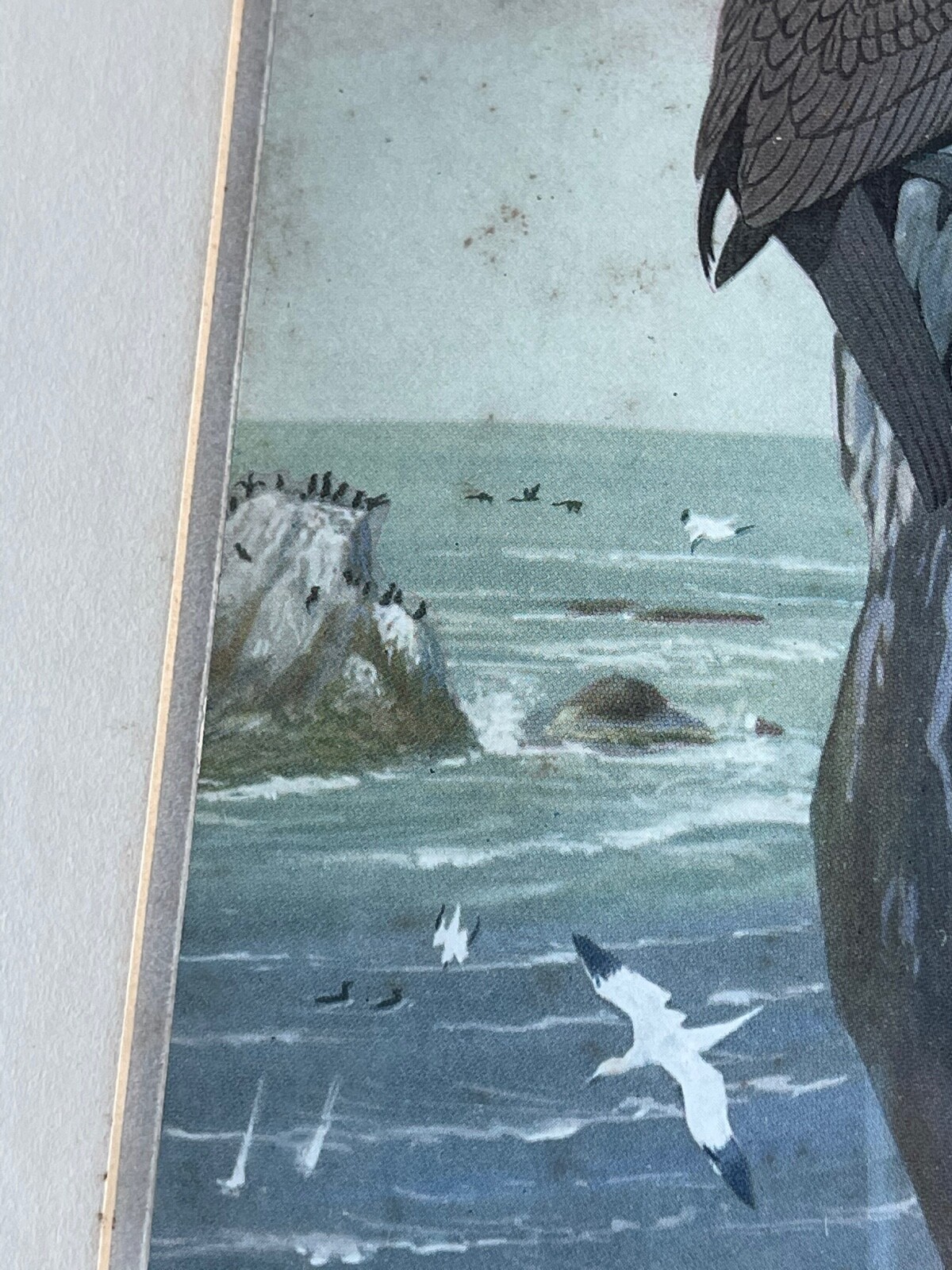 Antique Lithograph Print Fuertes Birds Massachusetts Panel 10 Cormorant Gannet GORĄCE, klasyczne