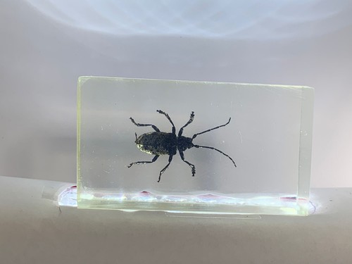 12x Insekten Sammelbox Skorpion / durchsichtige Acrylblöcke mit Sammelbox - Bild 3 von 16