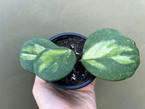 Hoya obovata variegata - Bild 2 von 2