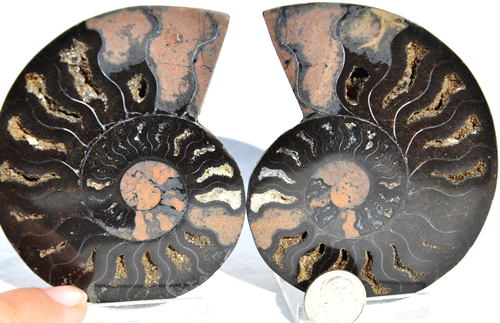 Großes schwarzes Ammonit Paar Kristall 89 mm 110myo Dinosaurier Alter FOSSIL 3,5" n2257uu