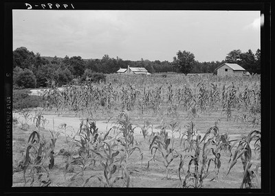 Caswell County North Carolina 1939 Farmhouse Cornfield Washings Through Fields
