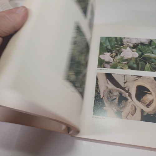 Tropical Tree Fruits for Australia QLD Department of Primary Industries PB 1985 - Bild 16 von 24