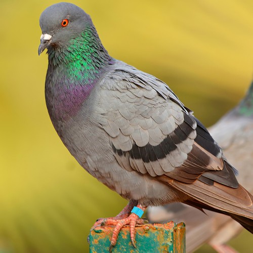 Paquete de 2 bandas de pollito etiqueta pierna pájaro bebé tobillera paloma homing suministros - Imagen 3 de 12