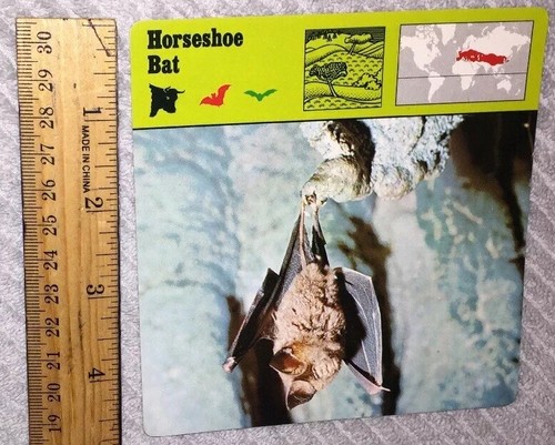 VINTAGE SAFARI ANIMAL CARD - Horseshoe Bat - 1975-1976  PRINTED IN JAPAN - Picture 4 of 4