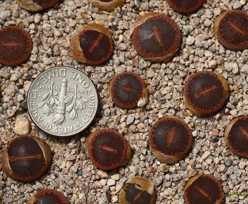 Plant -one-Lithops aucampiae “Big window” - Picture 2 of 2