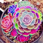 100PCs/Pack Seeds Lotus lithops Succulents seed mix colorful great for home