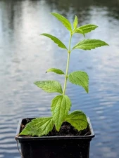 Calea zacatuichi / Mexican dream herb Live Plant (bitter calea)  Lucid Dreaming 