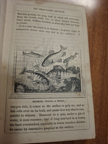 Vintage Old Antique Aquarium Original 1856 The Book of the Aquarium by Hibberd - Picture 11 of 14