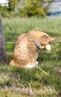 Cat Washing Face Resin Orange Tabby Garden Statue Garden Home Yard Decor