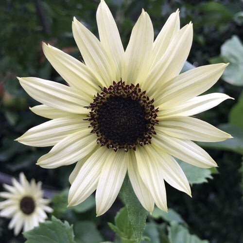 12 Italian White Sunflower Seeds - Picture 1 of 7