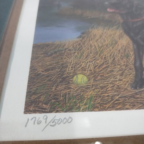 Stampa vintage Randy McGovern Black Lab firmata "Getta la palla" incorniciata 1769/5000 - Foto 4 di 9