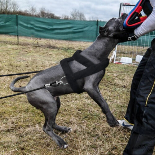 Gilet slitta da addestramento pesi cane grande imbracatura e guinzaglio pesante addestramento pitbull - Foto 12 di 14