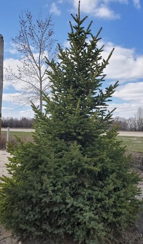 Meyer’s Spruce Tree 18”-24” Picea Meyeri Fast Growing Free Shipping 3 Gallon - Picture 2 of 6