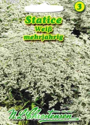 Statice Weiß Strandflieder Limonium mehrjährig Samen 550453 - Bild 1 von 2