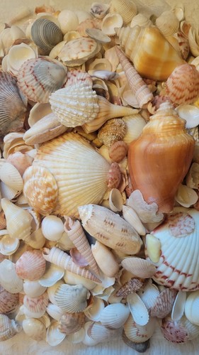 1 Lb Lot Variety Gulf Coast Sea Shells Art Craft Jewelry Making Collectible