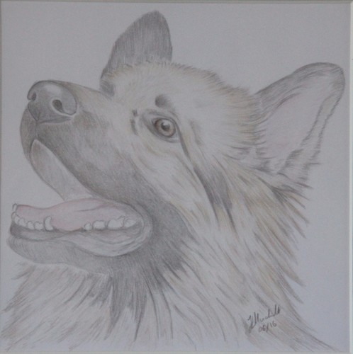 German Shepherd / Alsatian Mounted Original Drawing or Mounted Print 3 designs - Picture 9 of 9