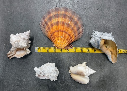 Seashell Lot Conch Sand Dollar Ocean Beach Shell Shells - Picture 8 of 13