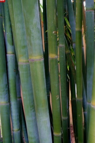4 - 1 Gallon Size Plants - Bambusa textilis ‘Kanapaha’ –Wong Chuk / Royal Bamboo - Picture 3 of 5