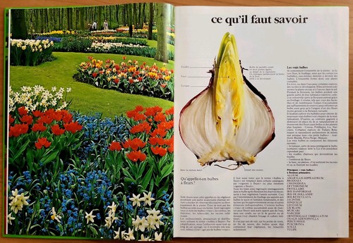 BULBES à FLORAISON PRINTANIÈRE illustration Narcisse tulipe lis jacinthe crocu.. - Picture 4 of 9