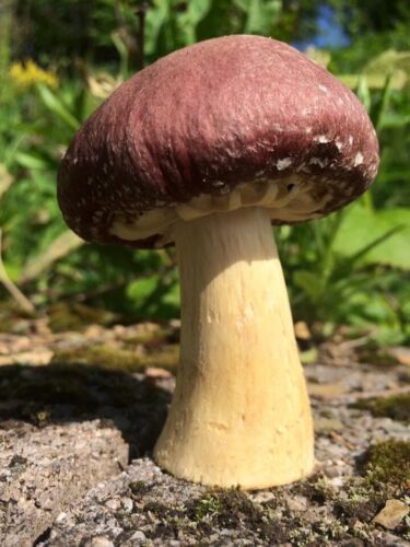 Garden Giant Mushroom Spawn (wine caps) on 6 LBS organic wheat FREE SHIPPING! - Picture 3 of 5