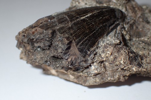 Mosasaurus 1,34" Dente Fossile - Raro - El Koubbat Fm, Bekrit - Marocco - Foto 4 di 15