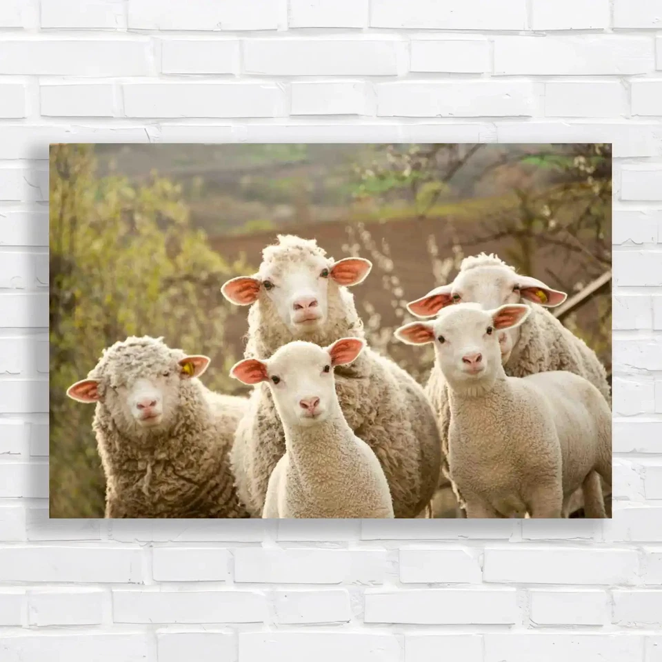 Sheep Within Mob Curious Animals Turn Towards Canvas Print Large Picture Wall - Image 1 of 1