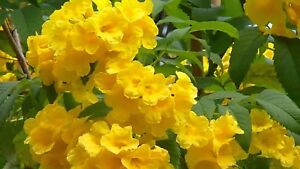 3 yr pre bonsai yellow bells bush yellow elder trumpet flower tecoma