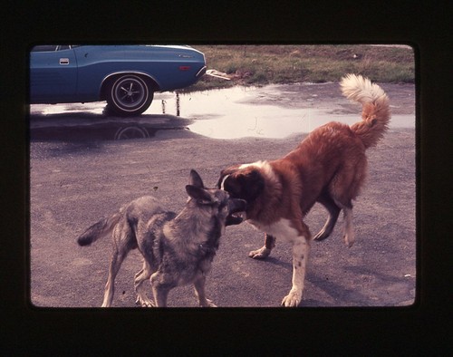 St Bernard G Shepherd Dogs 1972 amateur ektacromo Kodak extensión transmisión C lote 14 - Imagen 2 de 12
