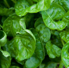 200 Perpetual Swiss Chard Seeds, NON-GMO, Salad Greens, Basically Spinach 