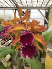 Do - Lc. Luminosa var. dark form, (cattleya dowiana rosita x tenebrosa), Orchid
