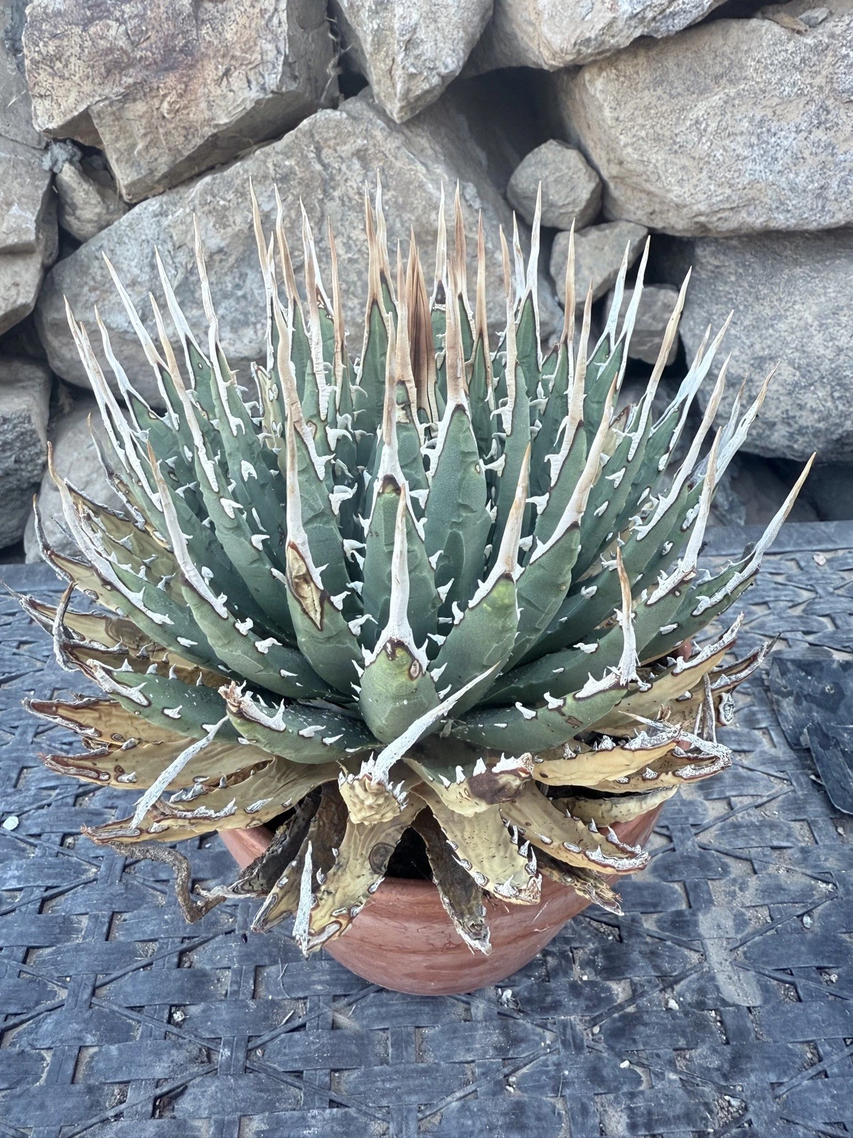 Agave Utahensis Eborispina Amazing Shark Teeth!
Opens in a new window or tab