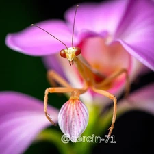 Digital Image Picture Photo Wallpaper Background Desktop AI Art Sample Product