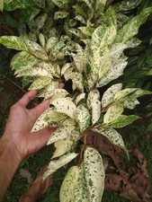 Ficus Ampelas Variegated