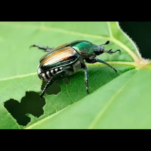 Insetticida per piante Abbattente Azione Rapida SOLABIOL - Anche per cocciniglie - Foto 2 di 8