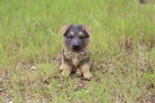 Pet Pals Puppy German Shepherd Garden Statue Small Garden Yard Decor