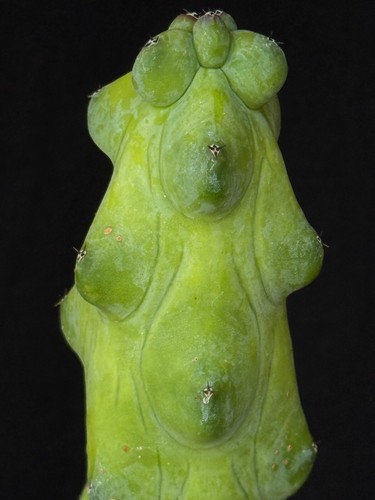 Myrtillocactus geometrizans cv. fukurokuryuzinboku, "Boobie" cactus plant - Picture 5 of 5