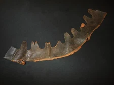 WW1 Imperial Prussian Army Pickelhaube M1915 - PICKELHAUBE LEATHER LINER - NICE!