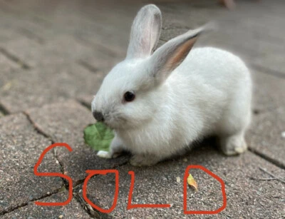 baby rabbits for sale gumtree