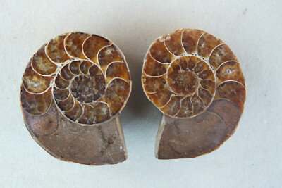 Ammonit Paar Madagaskar 2,8 cm Fossil (xs311)